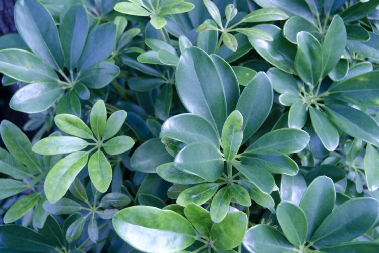 カポック(シェフレラ)の育て方 | 植物ノート