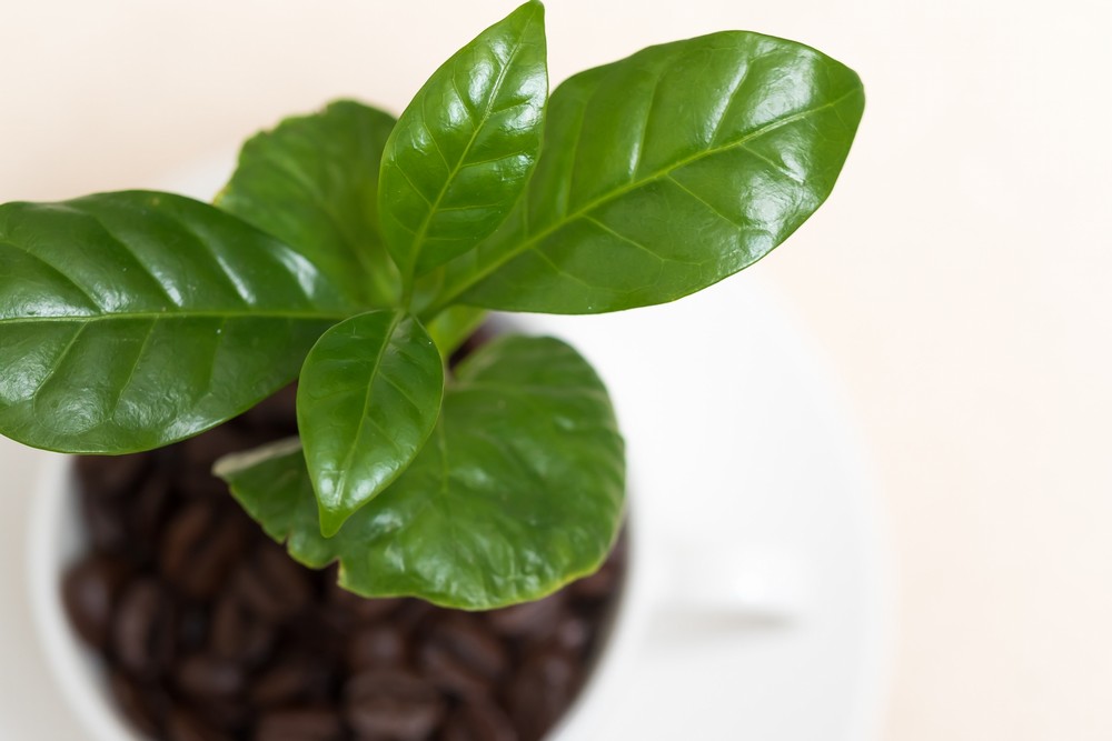 コーヒーの木の育て方 植物ノート