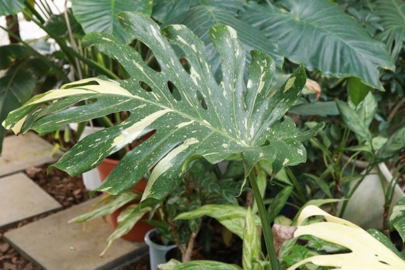 斑入りのモンステラは人気が高いが非常に高価な観葉植物