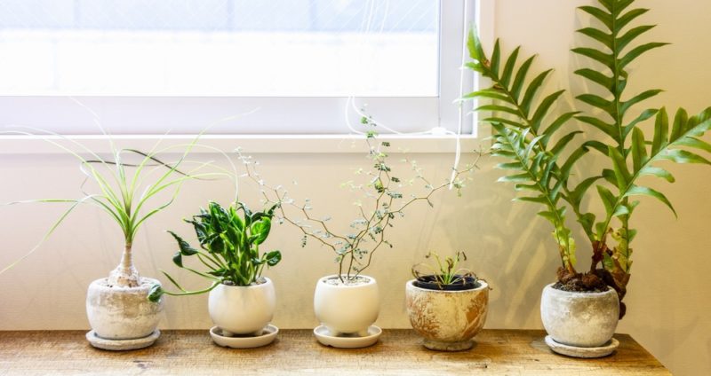 緑のある暮らしをサポートするメディア | 植物ノート