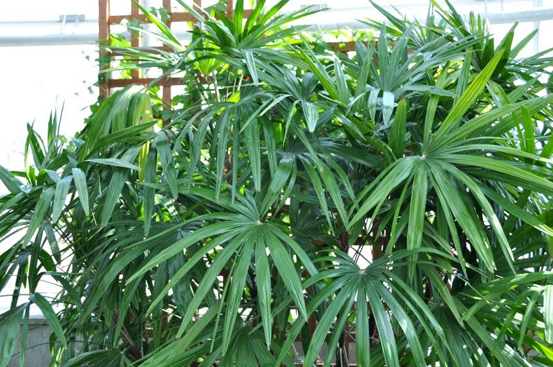 カンノンチク 観音竹 の育て方 植物ノート
