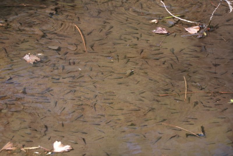 小石川植物園の水溜りに群れるクロメダカ