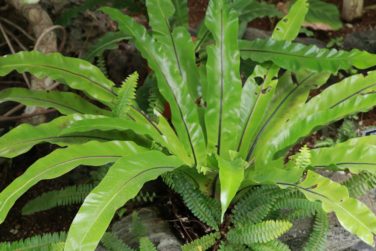 シマオオタニワタリの育て方 植物ノート