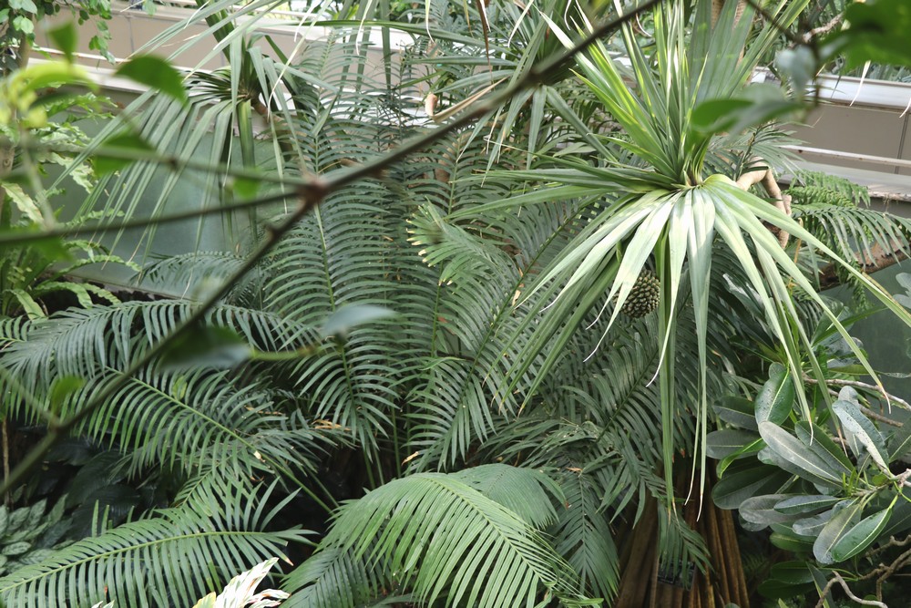 板橋区の熱帯環境植物館は知る人ぞ知る穴場 熱帯植物が好きなら訪れたい植物スポットです 植物ノート