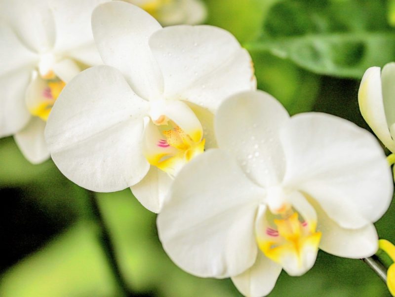 白い花を咲かせる胡蝶蘭