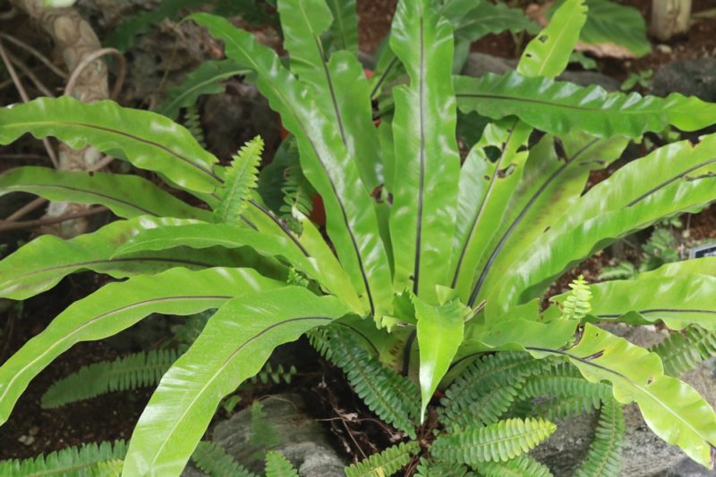 シダ植物オオタニワタリの大株。多湿な環境の為か生き生きとしている