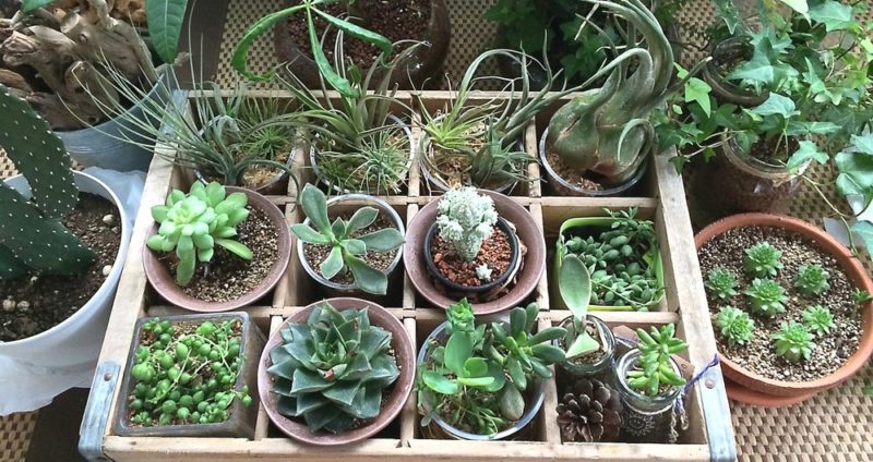 植物ノート 緑のある暮らしをサポート