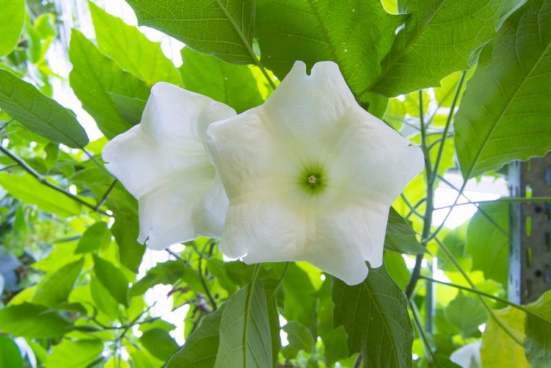 白い花を咲かせるエンジェルストランペット