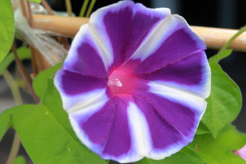 紫と白のコントラストが綺麗なアサガオの花
