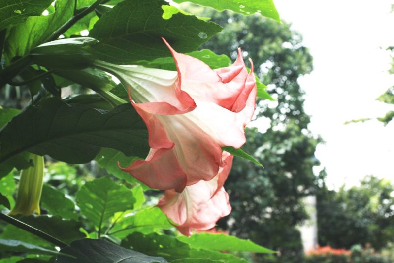 ピンク色の花が綺麗なエンジェルストランペットの品種