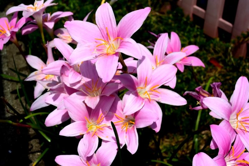 サフランモドキの花