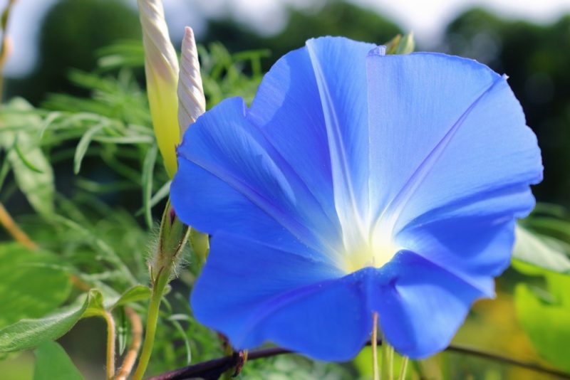 青い花を咲かせるアサガオ