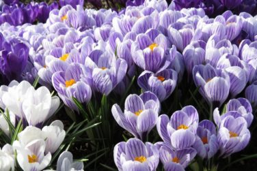 クロッカスの育て方 植物ノート