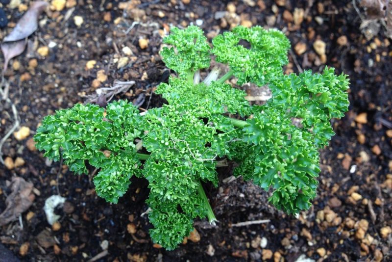 パセリの育て方 植物ノート