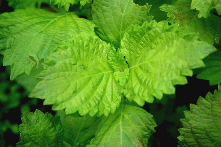 シソの育て方 | 植物ノート