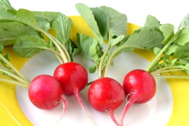 ラディッシュ 二十日大根 の育て方 植物ノート