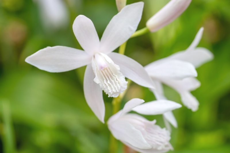 白い花を咲かせる品種のシラン