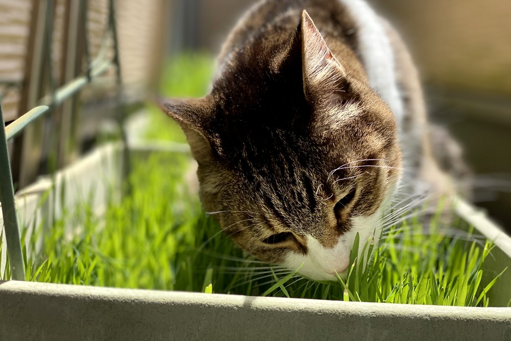 猫草の栽培はとっても簡単！育て方や犬や猫がなぜ草を食べるのかを解説 | 植物ノート