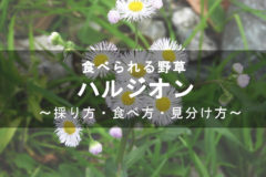 コキアの育て方 植物ノート