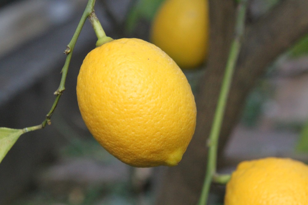 レモンの育て方 植物ノート