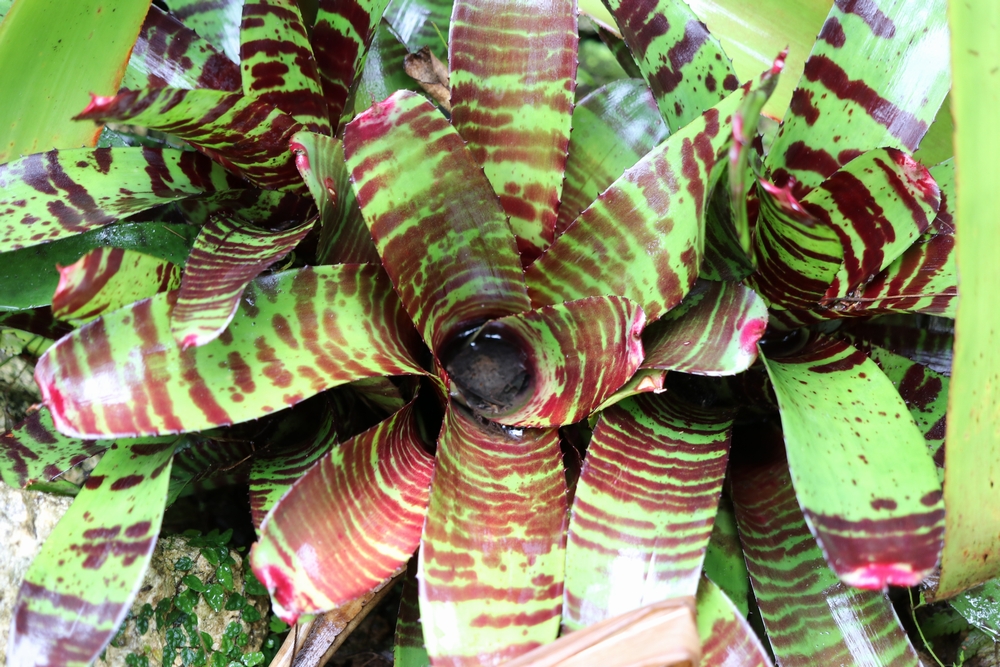 緑のある暮らしをサポートするメディア | 植物ノート