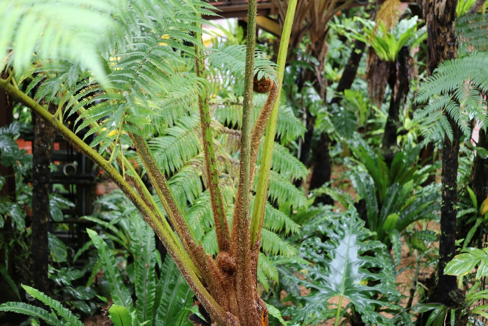 緑のある暮らしをサポートするメディア | 植物ノート