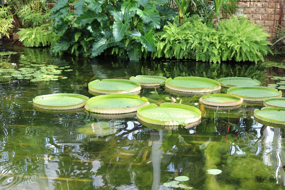 緑のある暮らしをサポートするメディア | 植物ノート