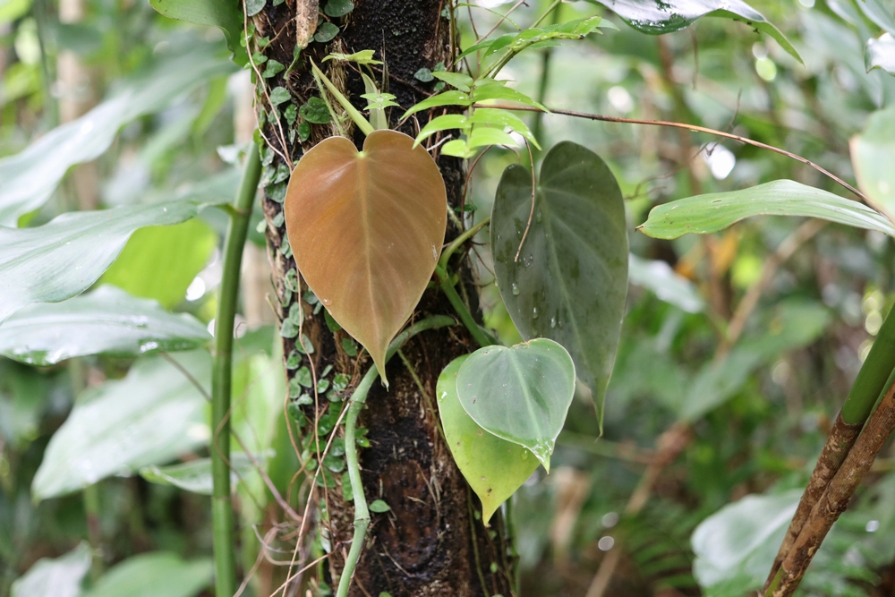 緑のある暮らしをサポートするメディア | 植物ノート