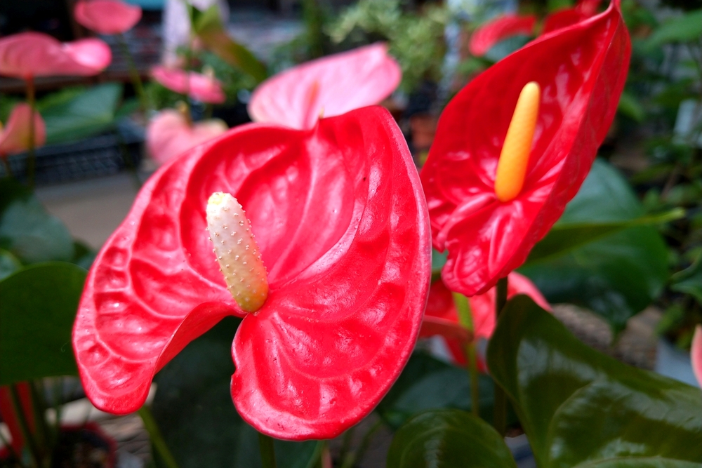 人気のカラーリーフ葉が赤い観葉植物のまとめ 植物ノート