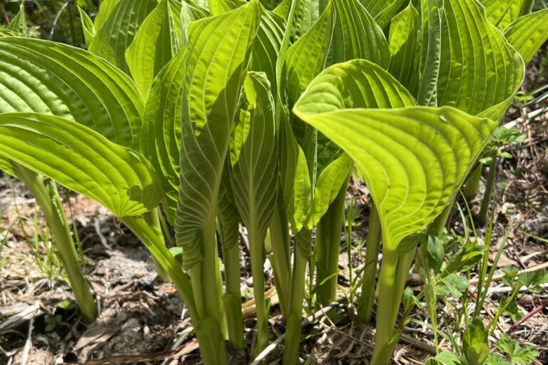 オオバギボウシ（ウルイ）の食べ方 植物ノート 
