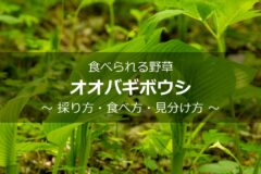 ポーチュラカリアの育て方 植物ノート