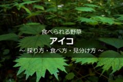 ポーチュラカリアの育て方 植物ノート