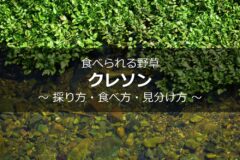 マメヅタの育て方 植物ノート