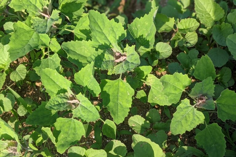 アカザの食べ方 | 植物ノート