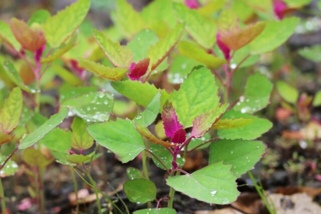 アカザの食べ方 | 植物ノート