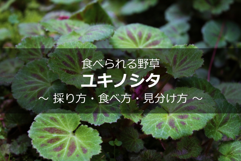 ユキノシタの食べ方 植物ノート